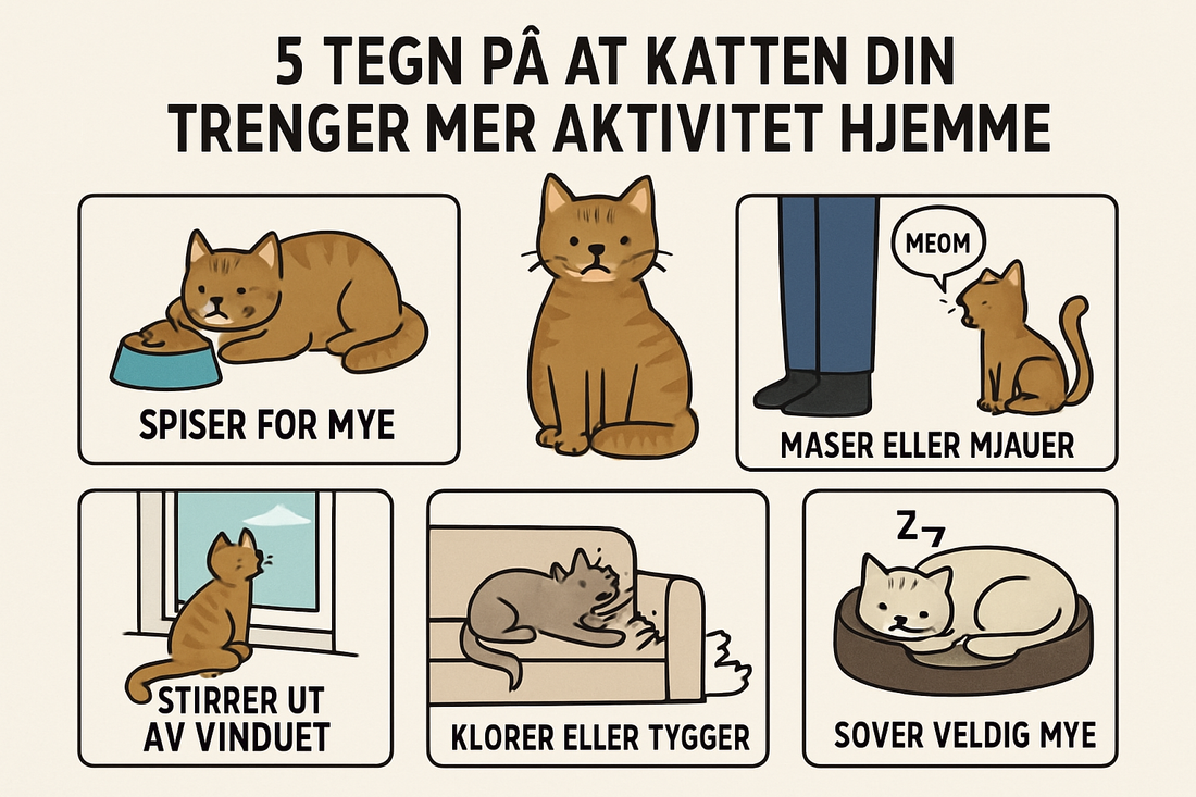5 tegn på at katten din trenger mer aktivitet hjemme