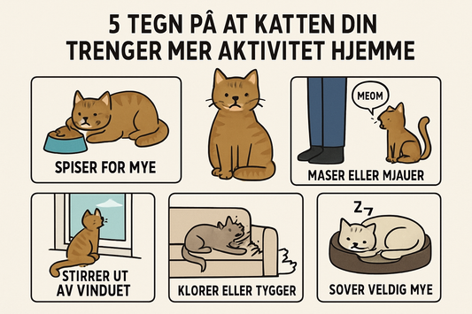 5 tegn på at katten din trenger mer aktivitet hjemme